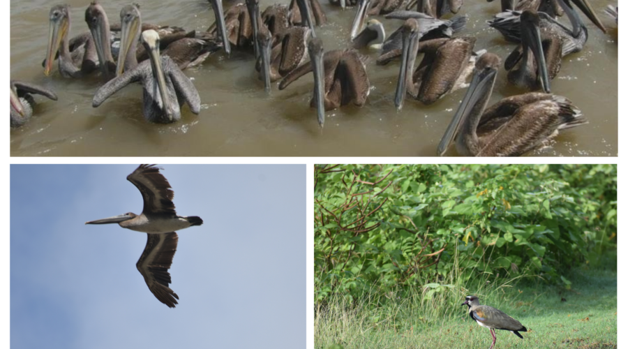World Migratory Bird Day 2022: Understanding Biodiversity is Key to ...